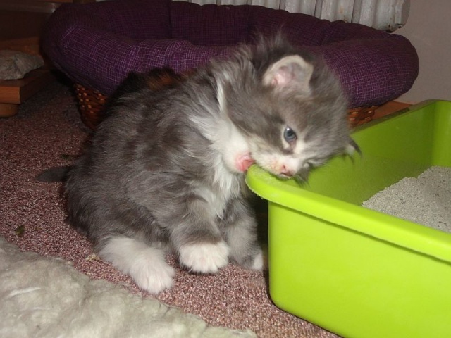Maine Coon - mainská mývalia mačka - www.maine-coons.sk